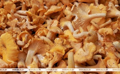 Огурцы, голубика, лисички. Что и по каким ценам закупает Белкоопсоюз у населения