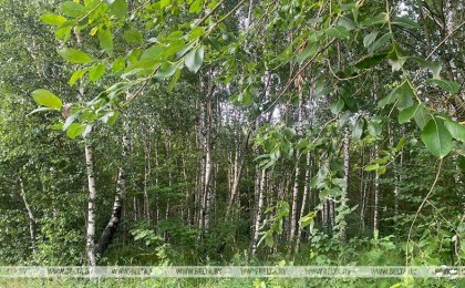 Ограничения на посещение лесов действуют во всех областях Беларуси