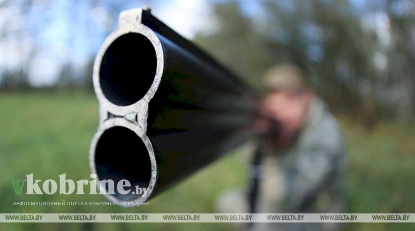 Сезон охоты на лося, оленя благородного и лань открылся в Беларуси