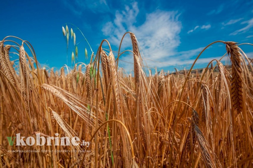 Стало известно, что нас ждёт на областных «Дожинках» -  вот программа праздника