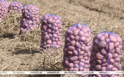 В Брестской области осталось убрать четверть площадей картофеля
