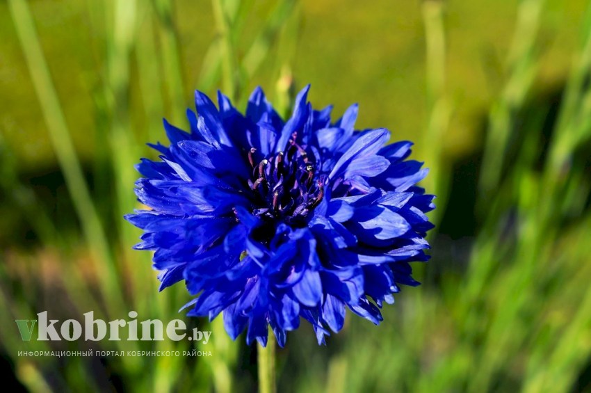 Какое растение станет символом 2025 года?