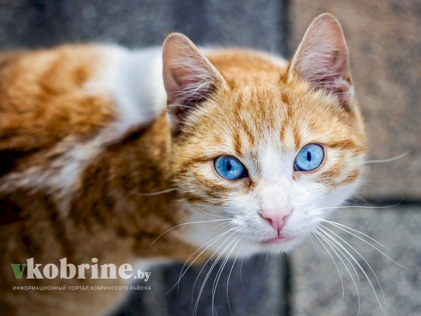 Ученые выяснили, почему коты терпеть не могут закрытые двери