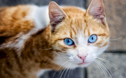 Ученые выяснили, почему коты терпеть не могут закрытые двери