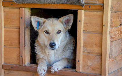 С 1 января 2025 года в Беларуси усилят наказание за жестокое обращение с животными