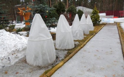Какие туи нужно обязательно укрывать на зиму