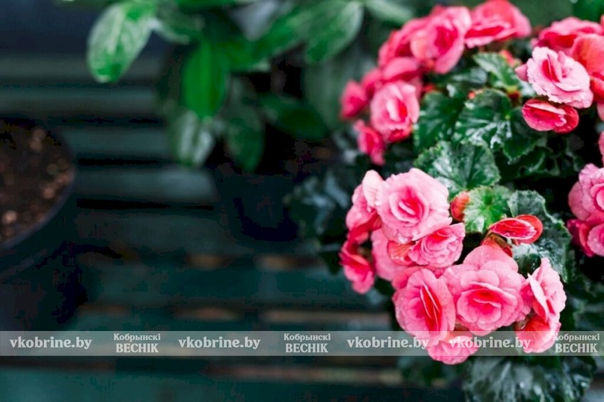 Цветы, которые можно сеять на рассаду в декабре