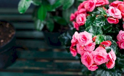 Цветы, которые можно сеять на рассаду в декабре