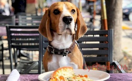 С 1 января в Беларуси запретят вход с собаками в кафе и магазины