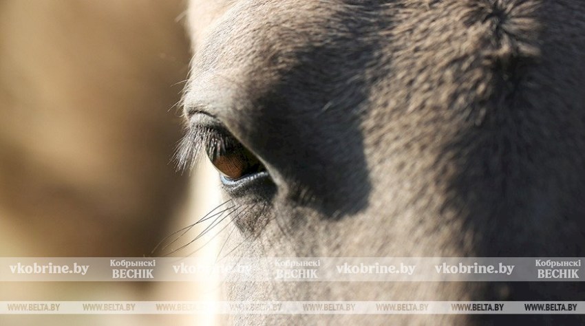 В Беларуси планируют вывести специализированный тип спортивной лошади