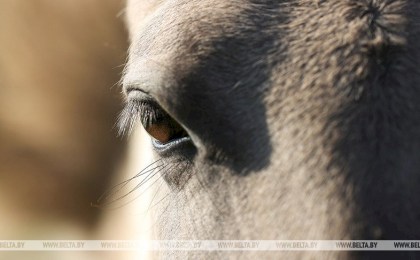 В Беларуси планируют вывести специализированный тип спортивной лошади