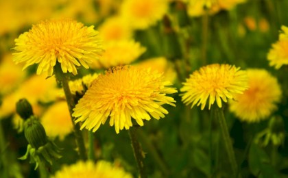 Вредители во благо: рецепт питательной подкормки из одуванчиков