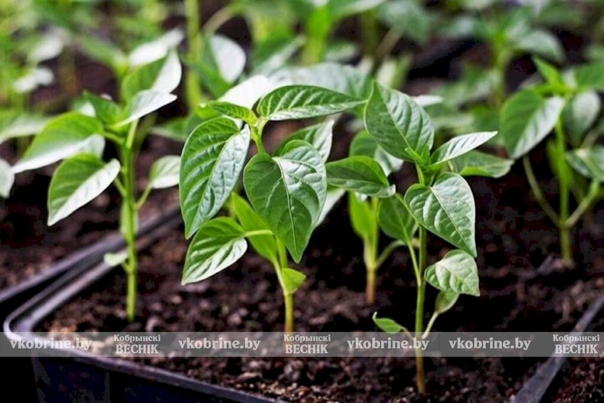 Как посадить перец на рассаду, чтобы получить ранний урожай