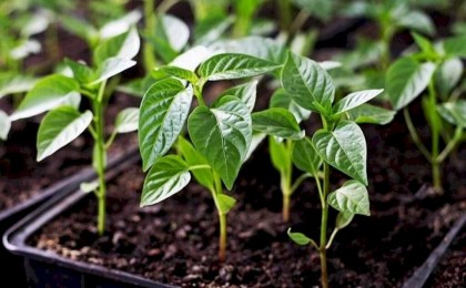 Как посадить перец на рассаду, чтобы получить ранний урожай
