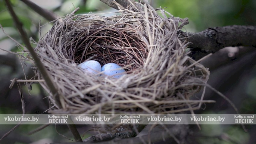 С 16 февраля нельзя уничтожать гнезда птиц — штраф до 500 базовых