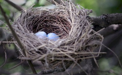 С 16 февраля нельзя уничтожать гнезда птиц — штраф до 500 базовых
