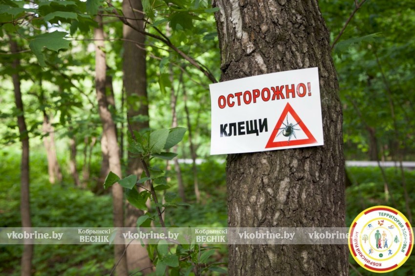В Кобринском районе активизировались клещи