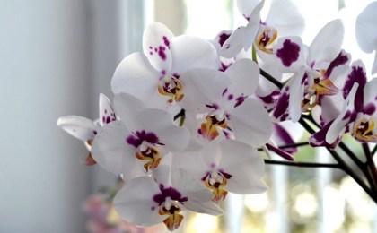 Орхидея не цветет — что делать?