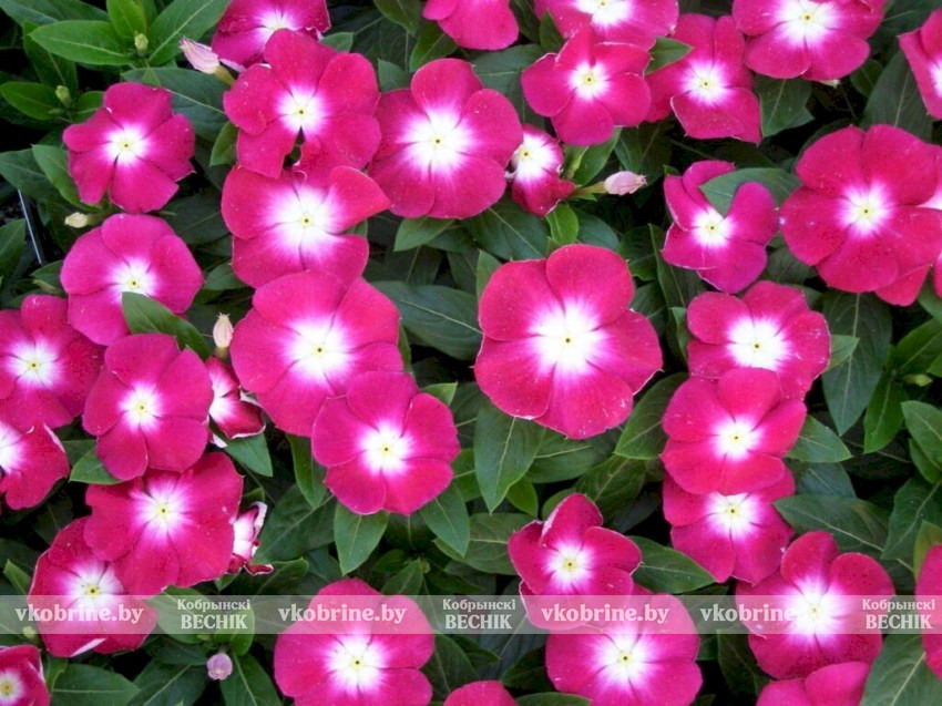 Лучше петуний! Ароматный и красивый цветок для дачного участка