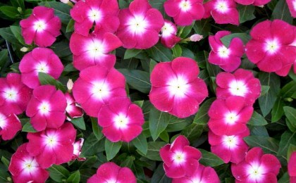 Лучше петуний! Ароматный и красивый цветок для дачного участка