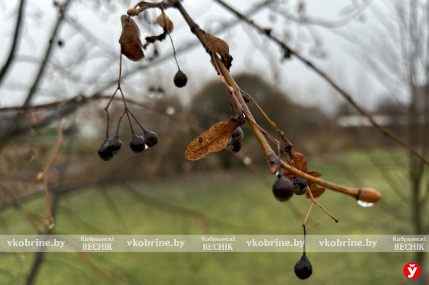 Аномальное тепло зимой: что происходит с климатом в Беларуси