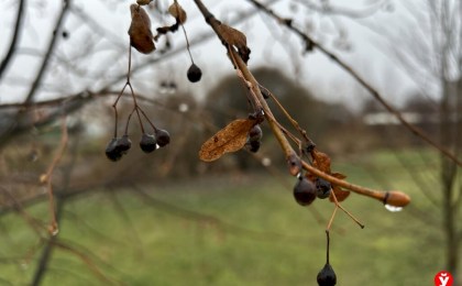 Аномальное тепло зимой: что происходит с климатом в Беларуси