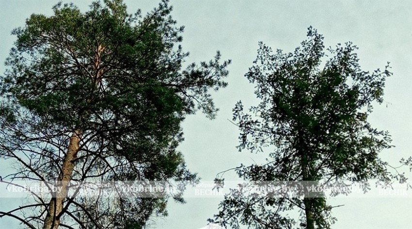 Как законно спилить дерево на улице, которое мешает