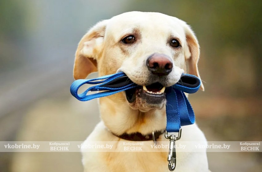 Как выгулять собаку и не получить штраф