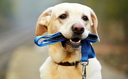 Как выгулять собаку и не получить штраф