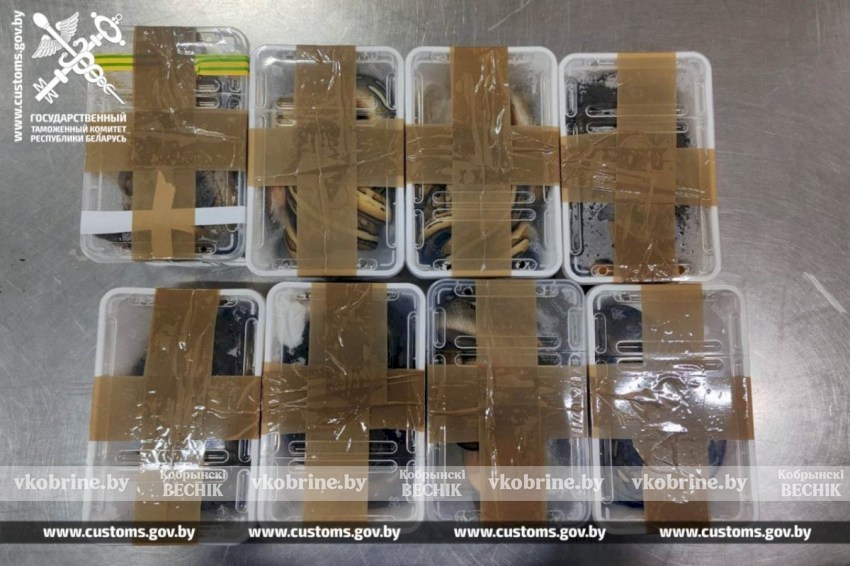 Брестские таможенники пресекли незаконную попытку ввоза змей