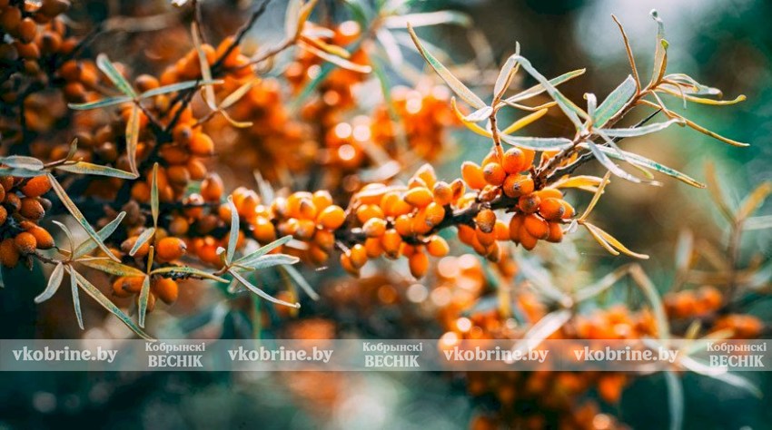 «Сибирский ананас». Спорим, вы не знаете все эти факты про облепиху?