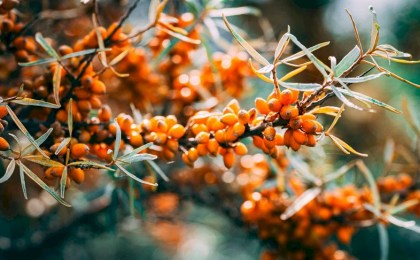 «Сибирский ананас». Спорим, вы не знаете все эти факты про облепиху?