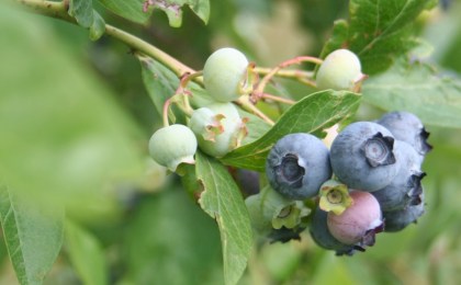 В Кобринском лесхозе будут выращивать белую голубику 