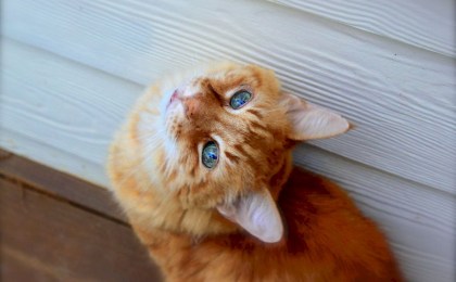 Новый закон об обращении с животными: что грозит горе-хозяевам