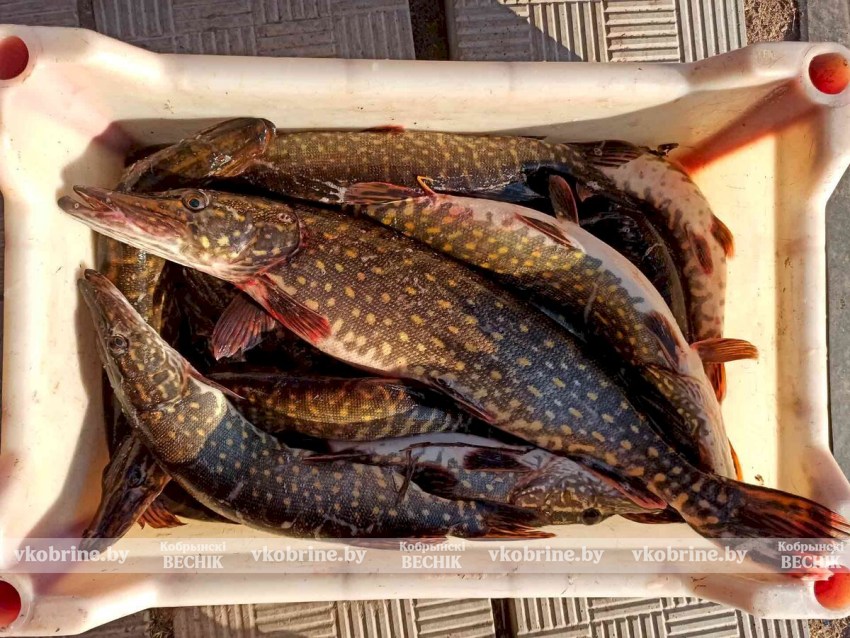 Нерест щуки: с 1 марта вводится запрет на лов