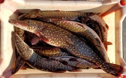 Нерест щуки: с 1 марта вводится запрет на лов