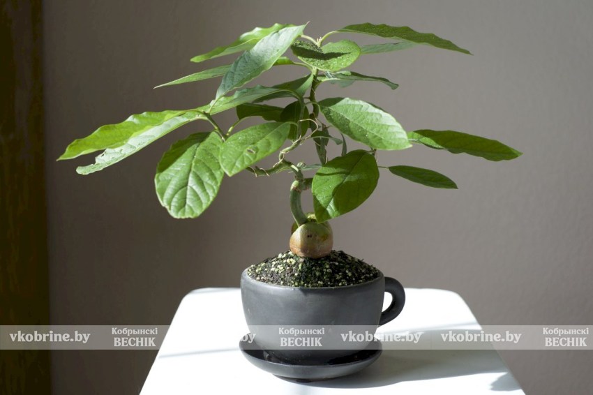 От косточки до размера горшка: как вырастить авокадо в квартире