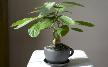 От косточки до размера горшка: как вырастить авокадо в квартире