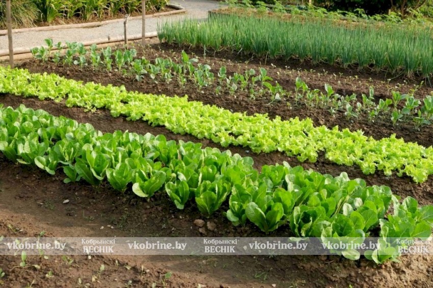 Способы заставить грядки плодоносить в 2 раза активнее