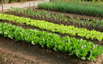 Способы заставить грядки плодоносить в 2 раза активнее