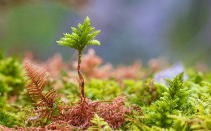 21 марта в Беларуси стартует масштабная акция «Дай лесу новае жыццё!»