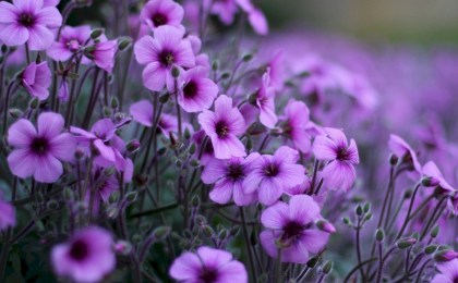 «Украсим Беларусь цветами». Стартовал республиканский конкурс по благоустройству для школьников и педагогов