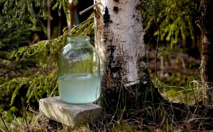 Мощный детокс, магний и витамин С: чем полезен березовый сок?  