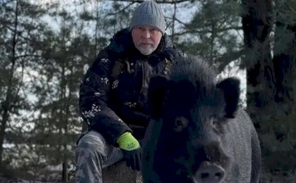 Дикий кабан вместо собаки -  блогер рассказал, как завел необычного домашнего питомца