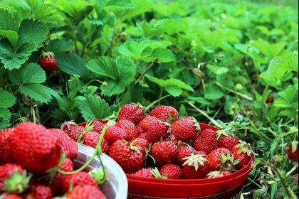 Хотите богатый урожай клубники? Правильно ухаживайте за ней в апреле