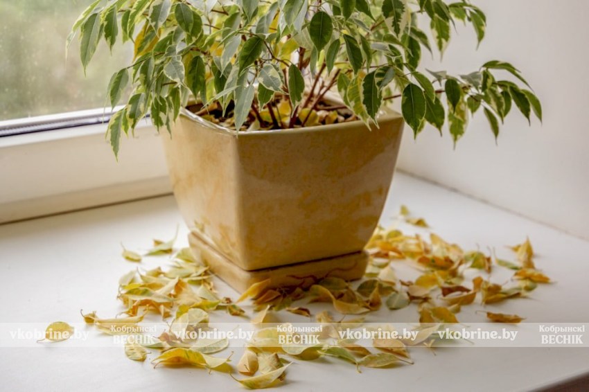 Чудодейственное средство для стимулирования роста увядающих растений скрывается в вашем холодильнике