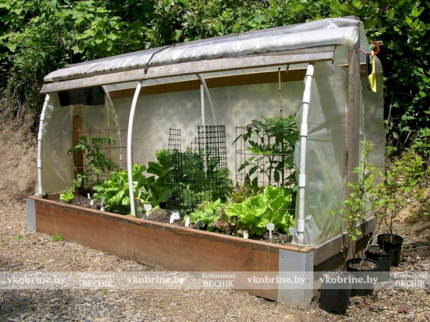 Хотите быстро и недорого построить теплицу? Узнали, как это сделать самостоятельно