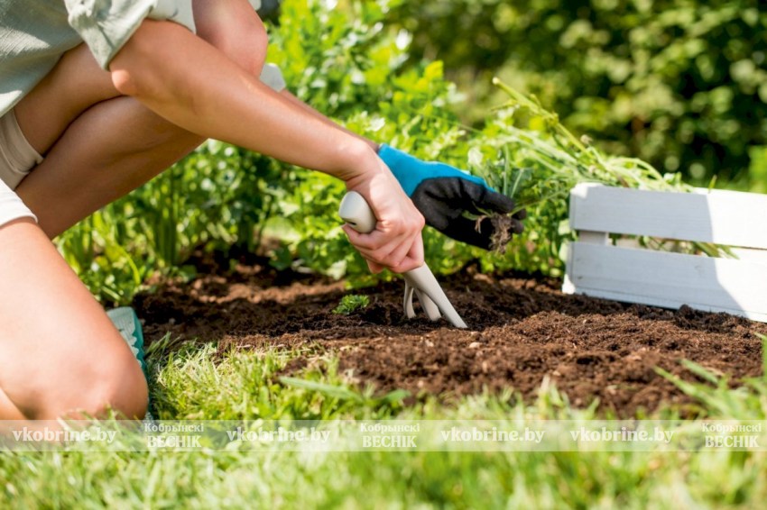 Хотите меньше заниматься прополкой огорода? Узнали действенные способы