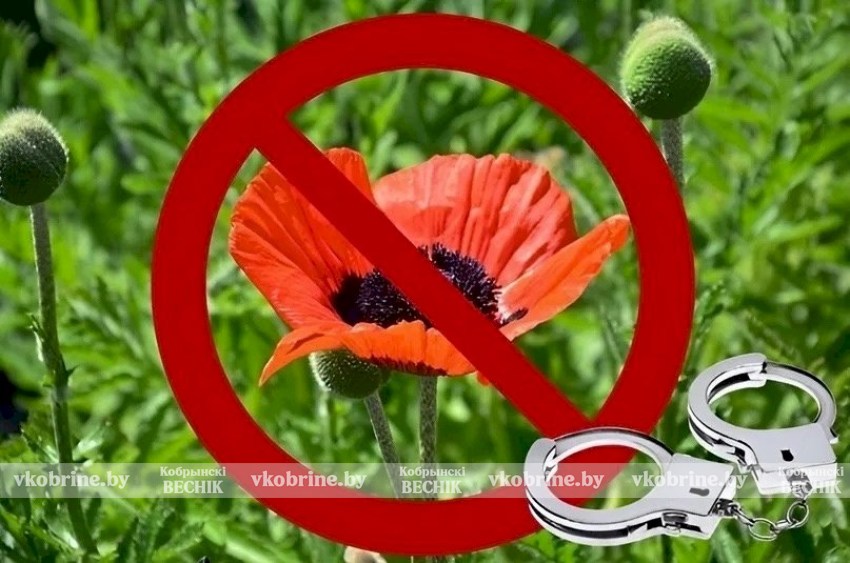 В Кобринском районе проходит программа «Мак»