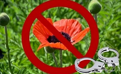 В Кобринском районе проходит программа «Мак»